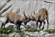 Ibex Capra, Kishtwar High Altitude National Park