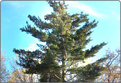 Pinus Griffithii, Gulmarg Biosphere Reserve